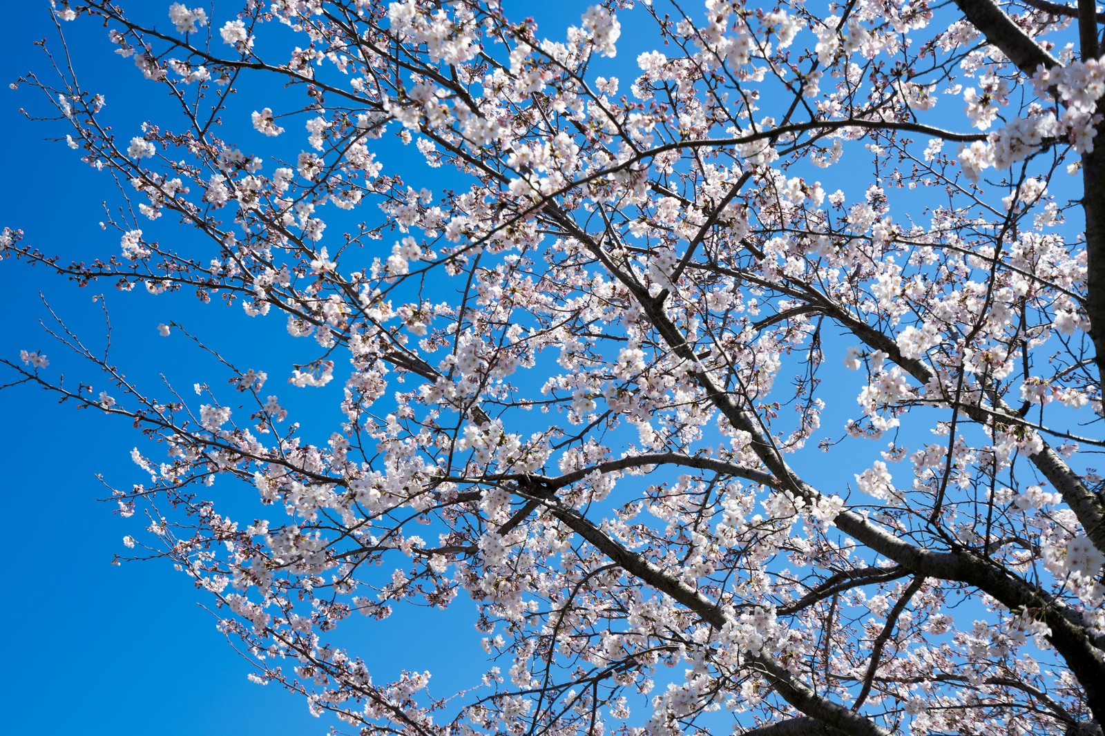 桜の花びらは食べられる 保存や使い道についてまとめてみた サトマガ