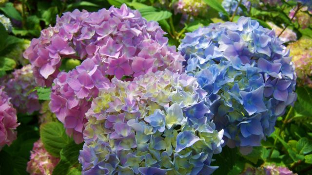 紫陽花の色の違い 紫陽花の色を変える方法 庭に植えてはいけない サトマガ