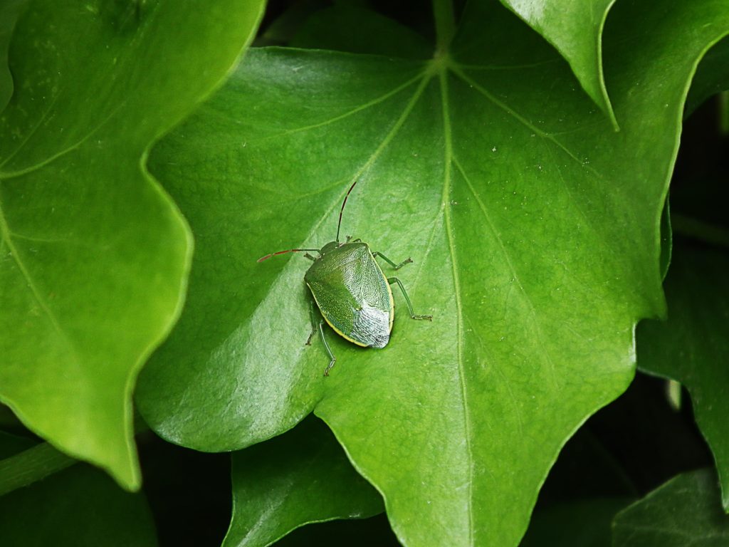 カメムシの臭いは自然に消える??例えようもない臭さを取る方法あります!!｜サトマガ