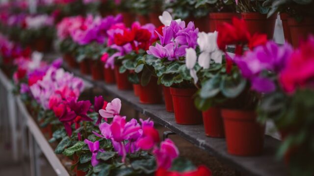 明るい室内の窓辺に置いたピンクのシクラメンの鉢植え